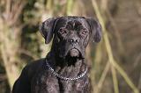 CANE CORSO 1370